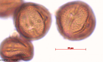 ISEM 1/Poncirus_biofolia_29193/Poncirus_biofolia_29193_0001(copy)_thumb.jpg